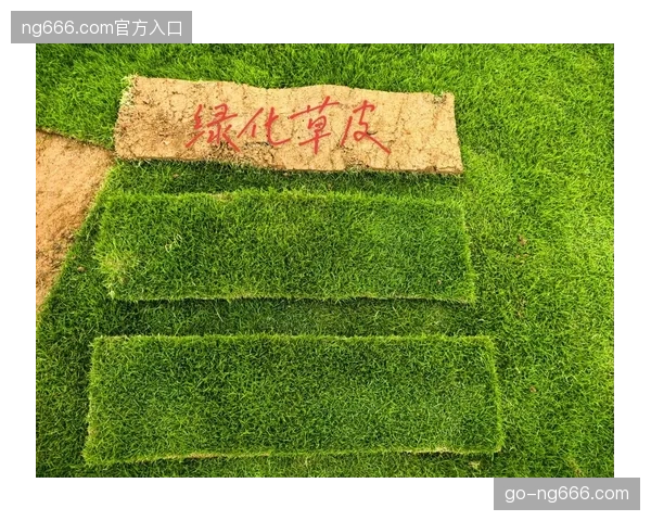 赛事统一采用混合草技术以确保场地性能一致，避免出现类似“蹦床”的草皮
